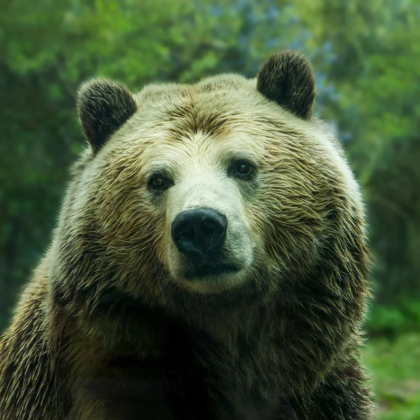 곰의 한심한 눈빛 - The Bear’s Disapproving Gaze