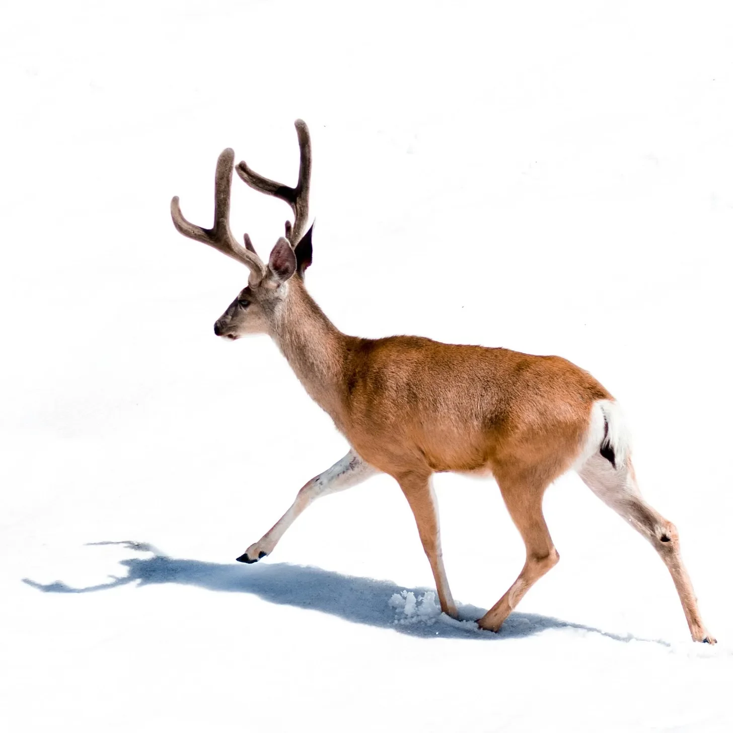 [고 高] 겨울의 유령 사슴 - The Ghostly Deer of Winter