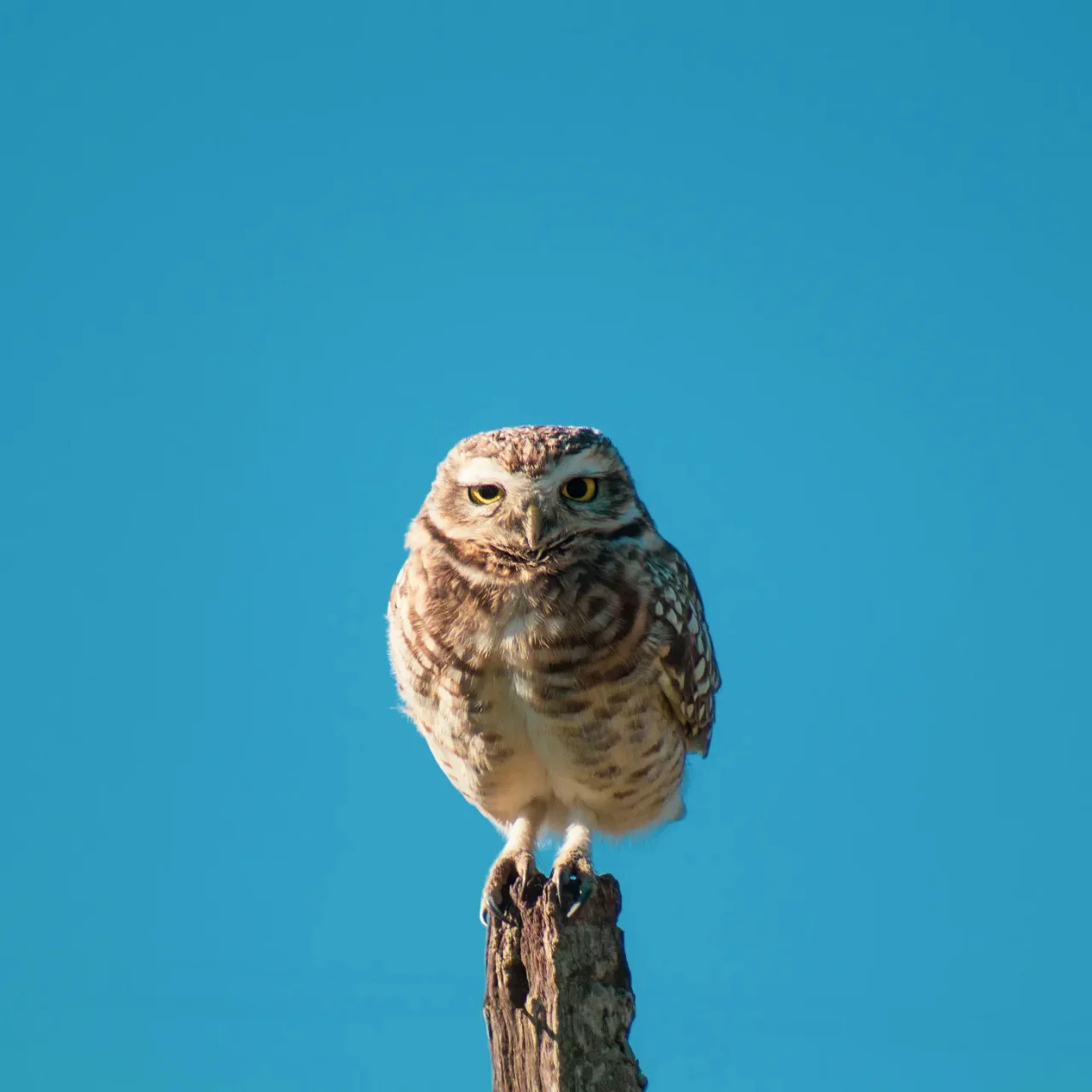 부엉이의 느린 눈짓 - The Owl’s Slow Blink